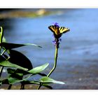 Pond Flowers II