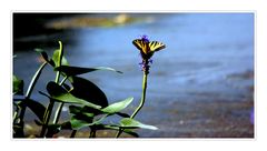 Pond Flowers II