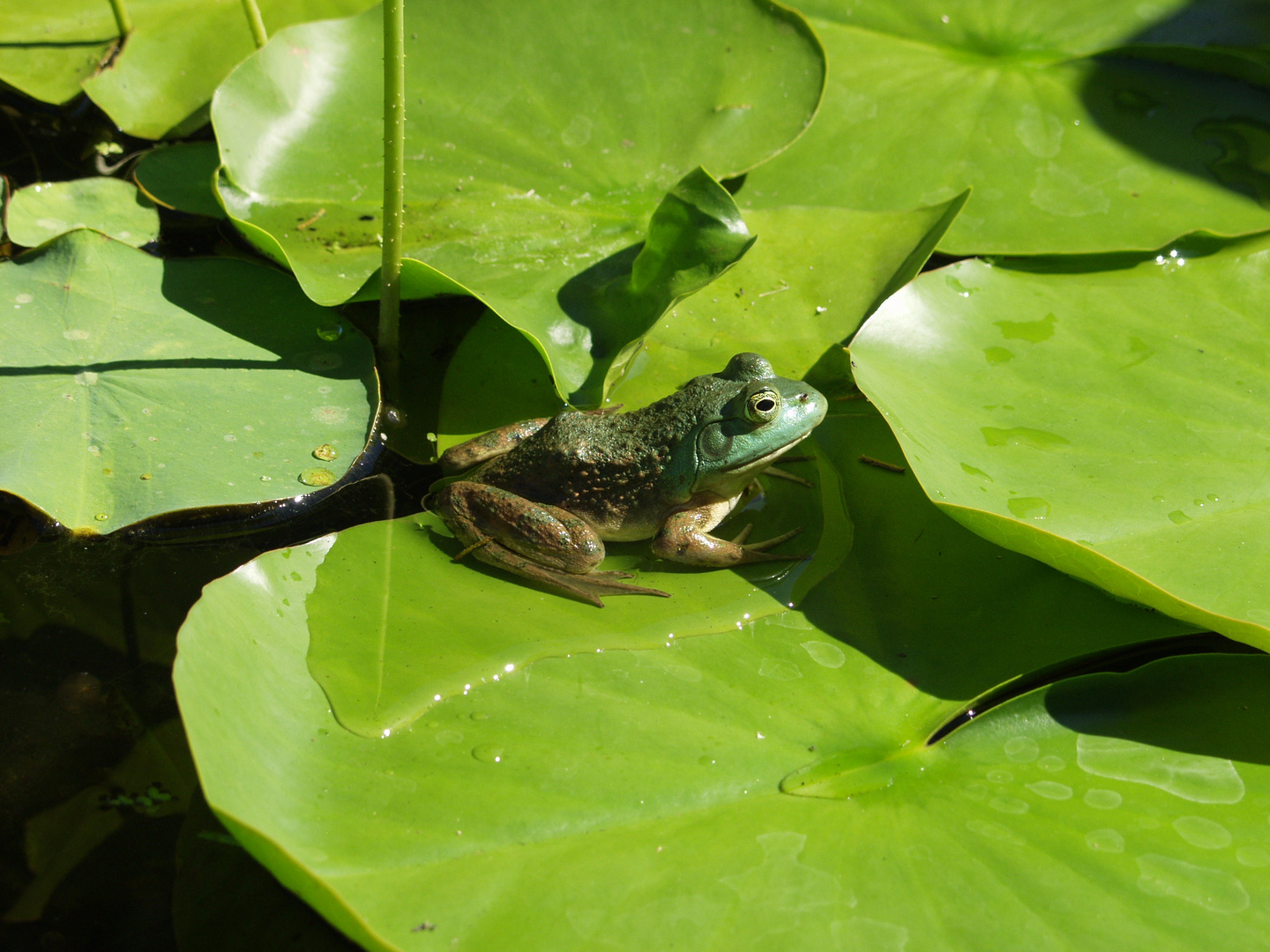 POND FROG