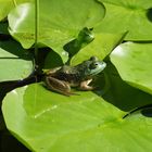 POND FROG