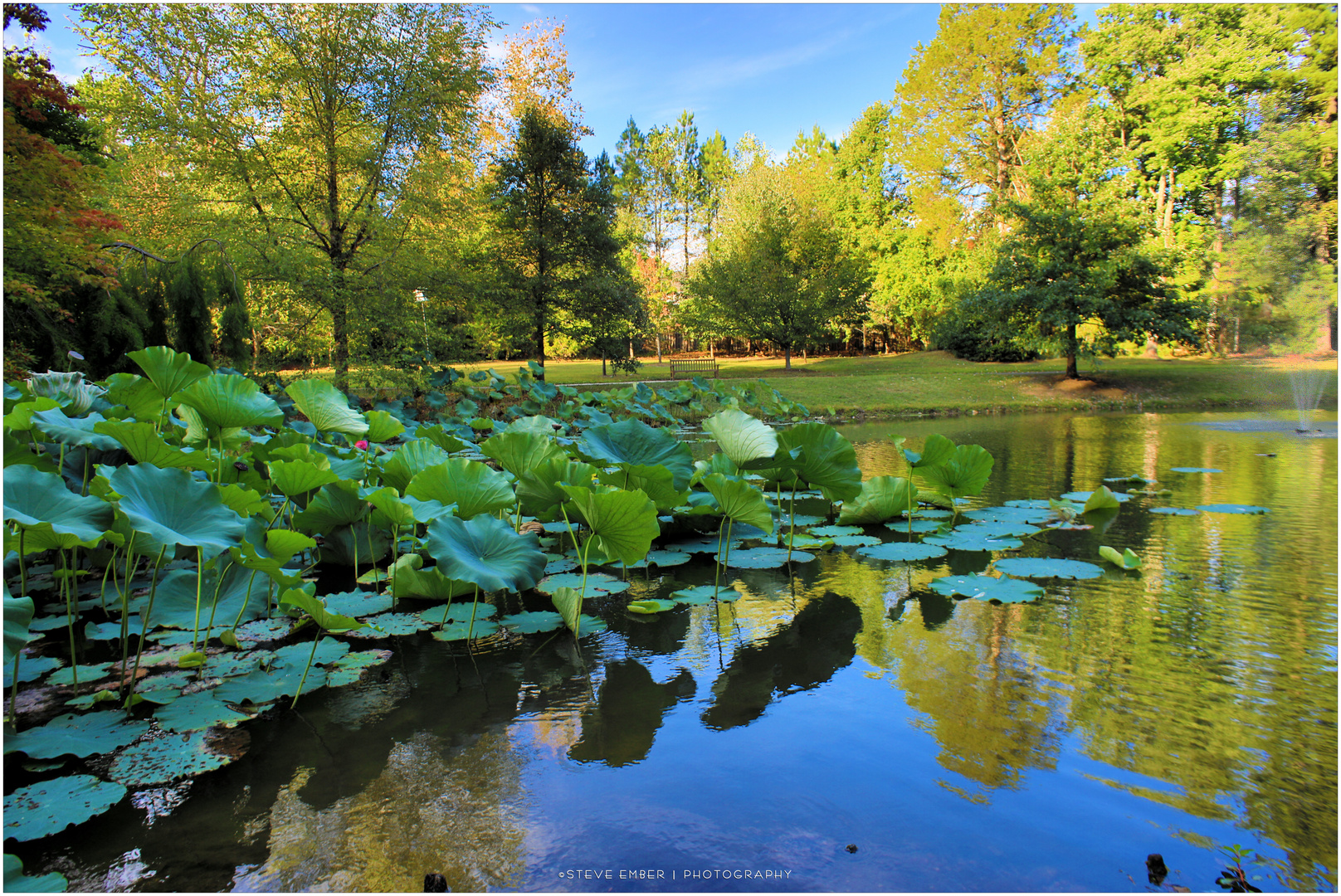 Pond, Golden Hour, Early Autumn 