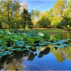 Pond, Golden Hour, Early Autumn 