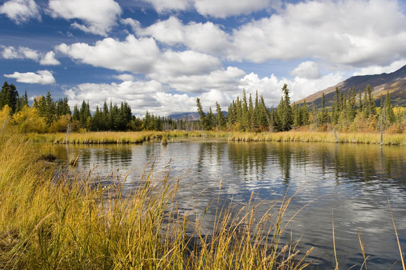 Pond im Wrangell - St. Elias National Park Alaska