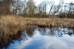 Pond in early spring