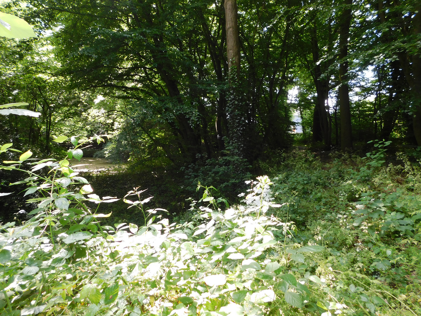 pond in forest