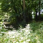 pond in forest