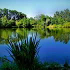 Pond in Kößnach in Bavaria