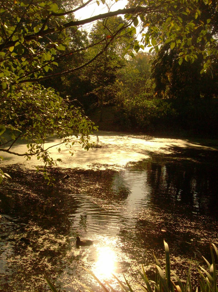 Pond @ Kew Gardens