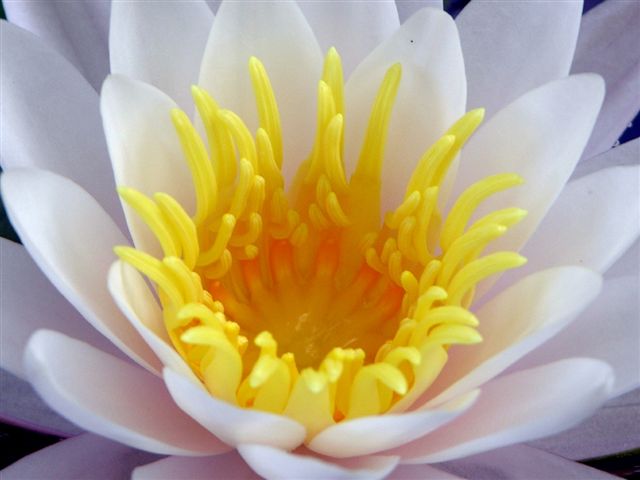 Pond Lilly