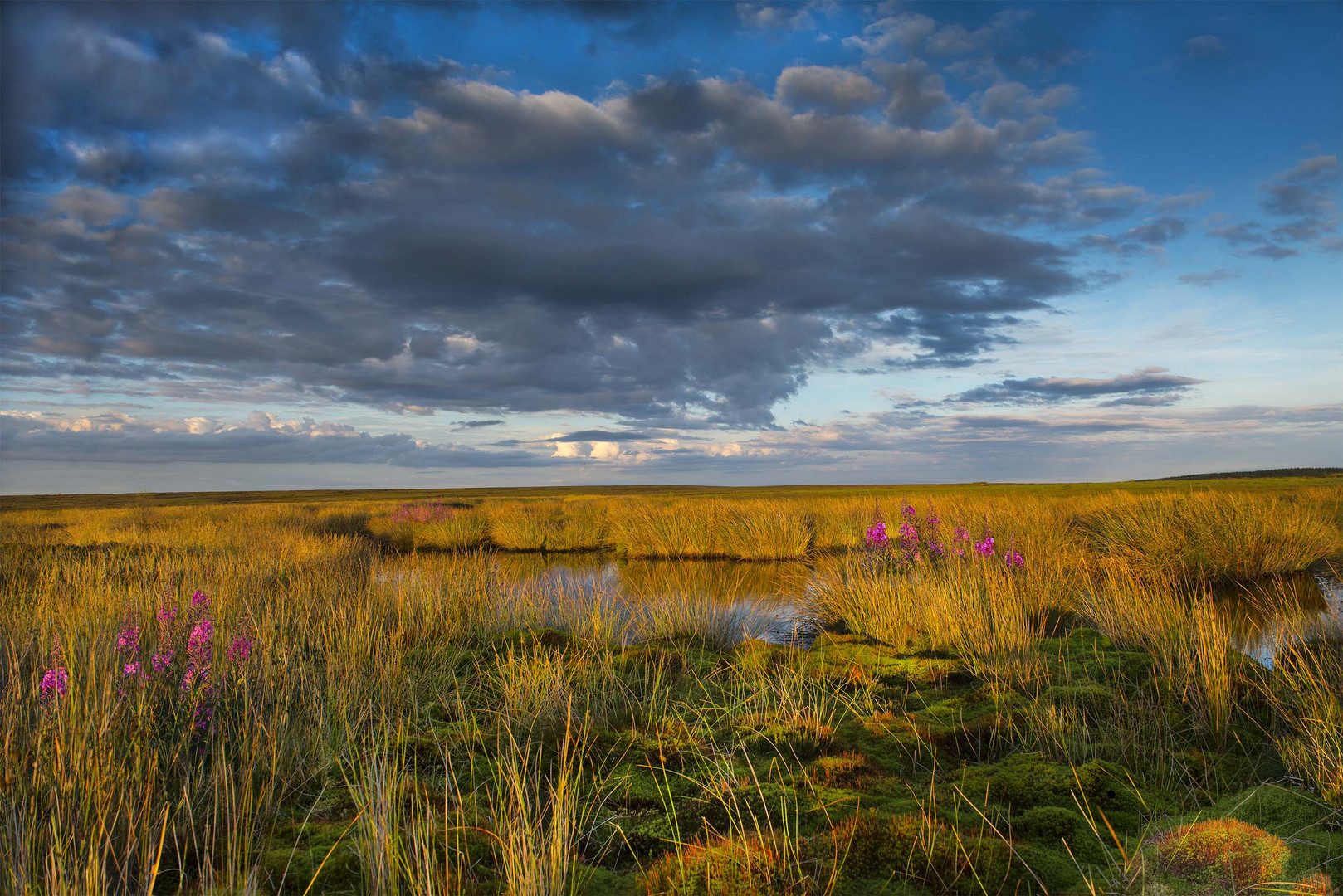 pond on moor 