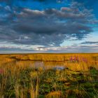 pond on moor 