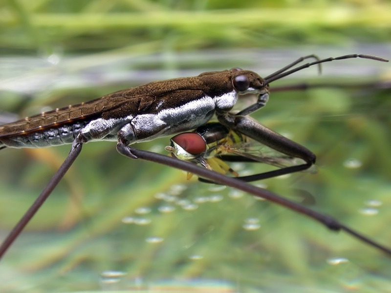 Pond Skater / Water Strider (Gerris sp.)