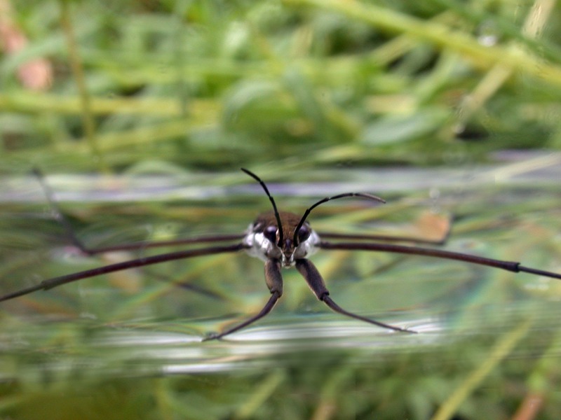 Pond Skater / Water Striders (Gerris sp.)