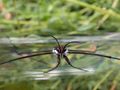 Pond Skater / Water Striders (Gerris sp.) by Phil Penketh 