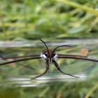 Pond Skater / Water Striders (Gerris sp.)