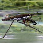 Pond Skater / Water Striders (Gerris sp.) feeding on a Hoverfly