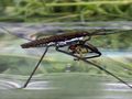 Pond Skater / Water Striders (Gerris sp.) feeding on a Hoverfly by Phil Penketh 