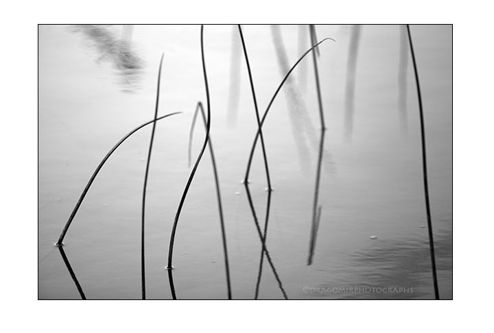 Pond Straws 3