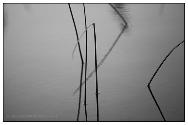 Pond Straws 6