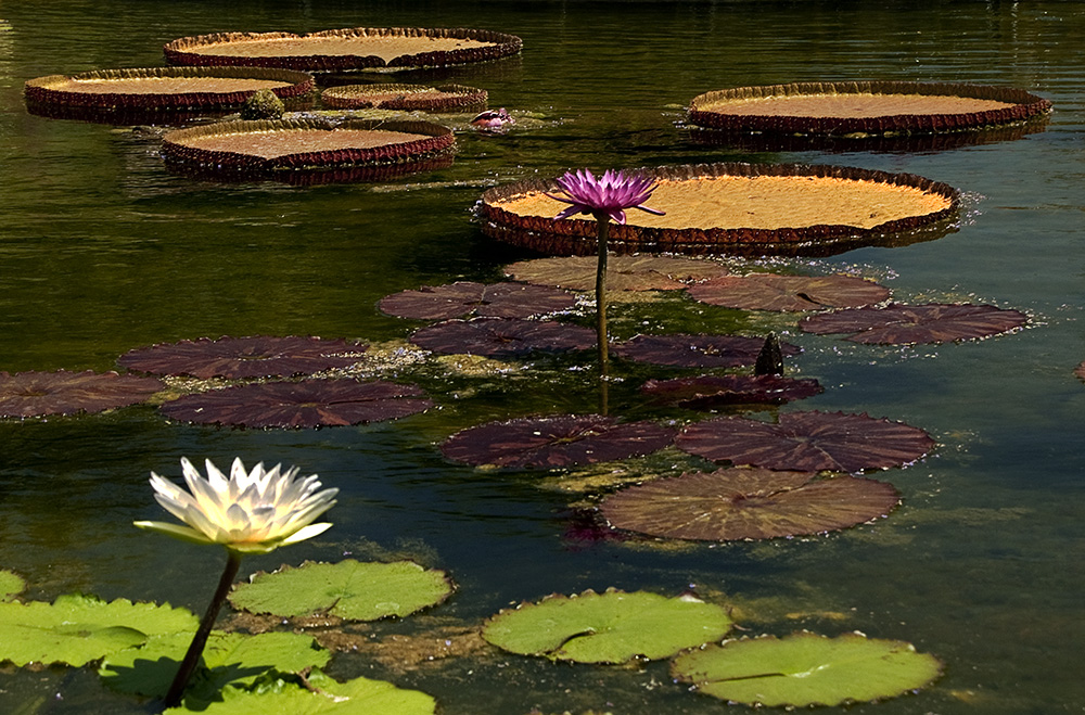 ponded lillies