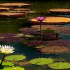 ponded lillies