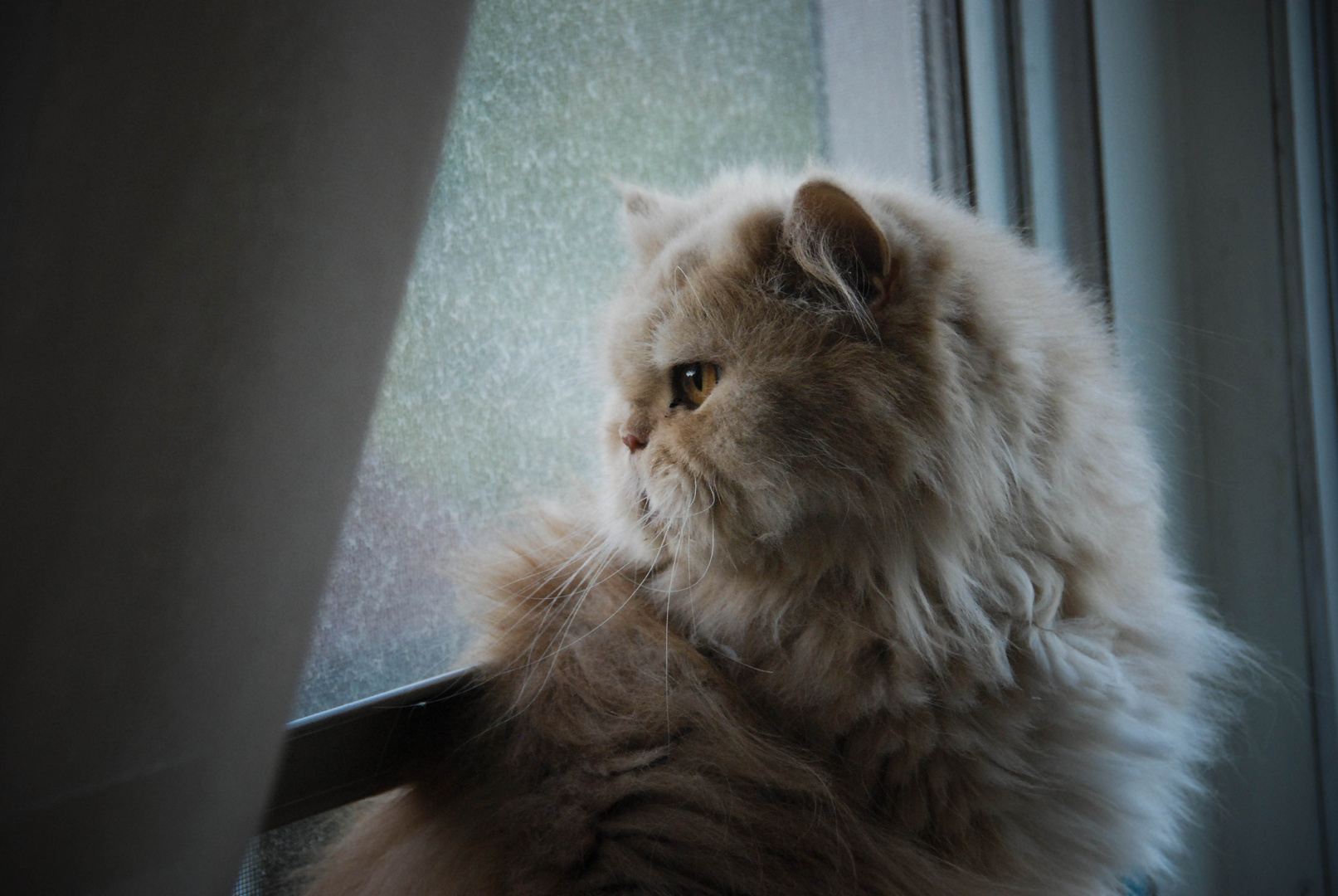 Pondering Cat