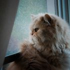 Pondering Cat