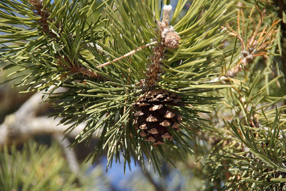 PONDEROSA PINE