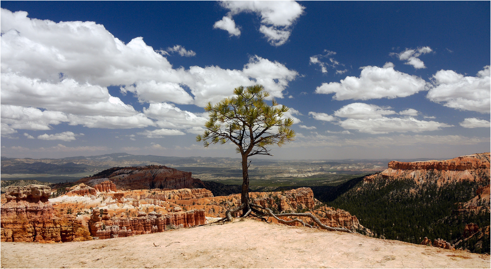 Ponderosa Pine