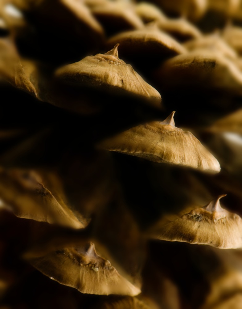 Ponderosa Pine Cone Abstract