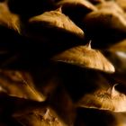 Ponderosa Pine Cone Abstract