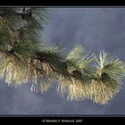 Ponderosa Pine Zweig