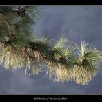 Ponderosa Pine Zweig