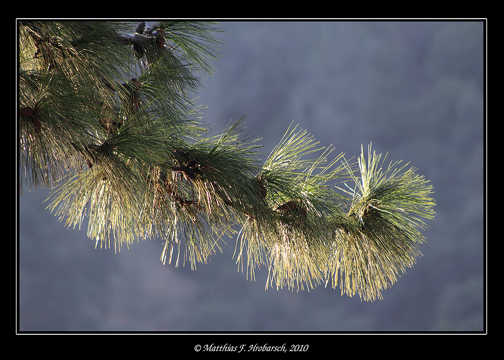 Ponderosa Pine Zweig