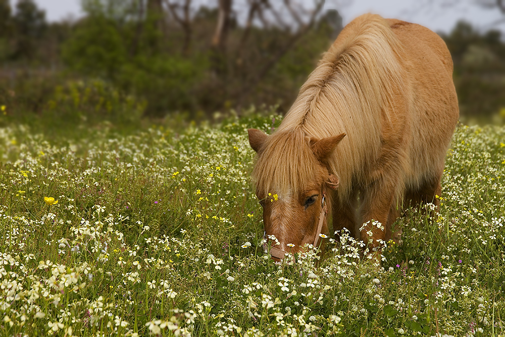 Poney au printemps