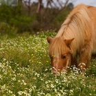 Poney au printemps