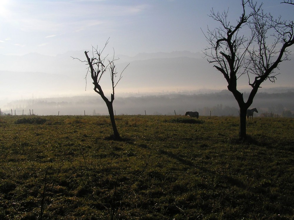 Poney dans la brume