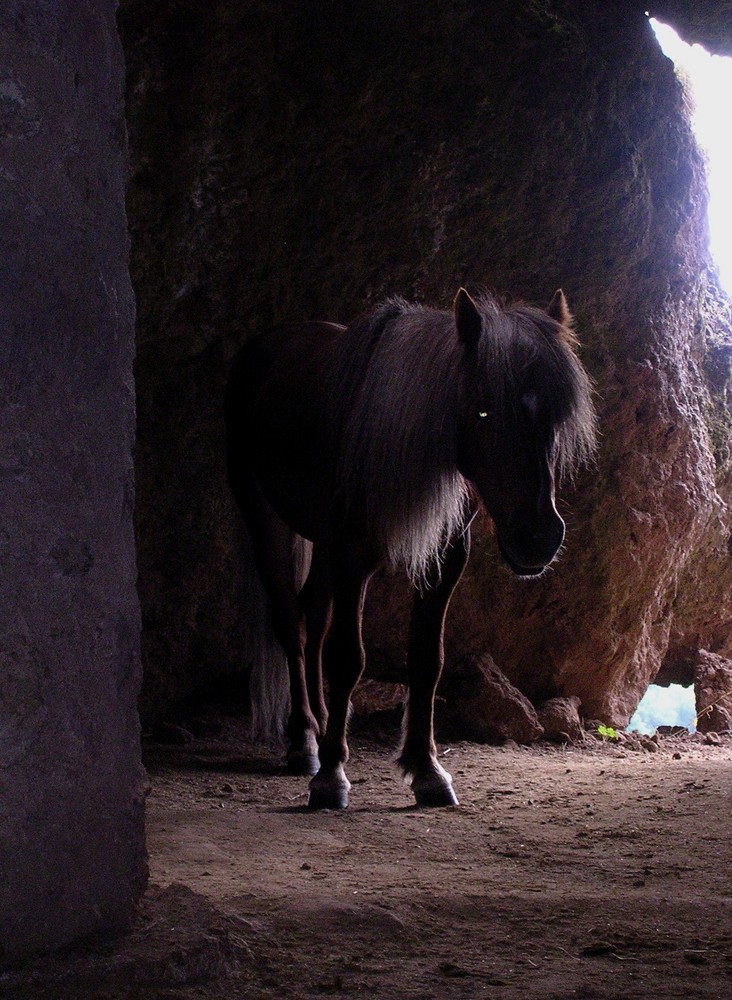 Poney insolite