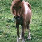 Poney mignon