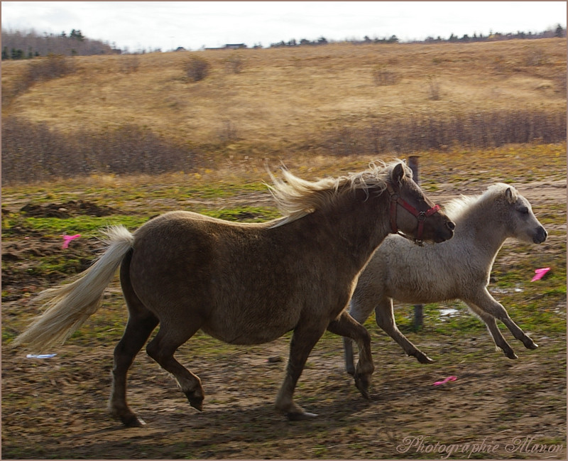 Poney & poulain