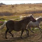 Poney & poulain