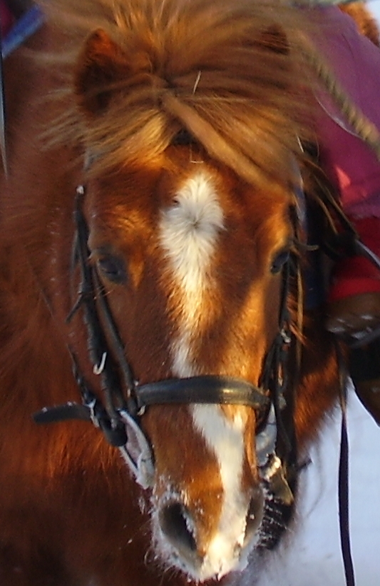 poney shetland