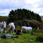 poneys Irlande 