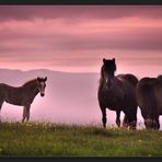 poneys  jouisseurs