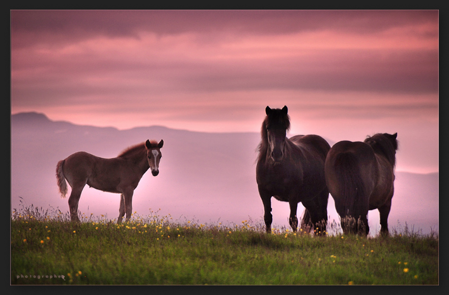 poneys  jouisseurs