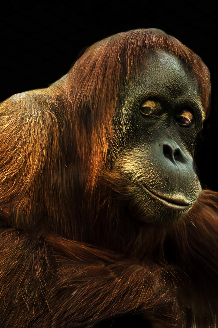 PONGO ABELI (1) Sumatra Orang-Utan