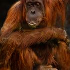 PONGO ABELI (2) Sumatra Orang-Utan