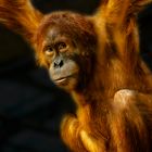 PONGO ABELI (3) Sumatra Orang-Utan