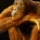 PONGO ABELI (4) Sumatra Orang-Utan