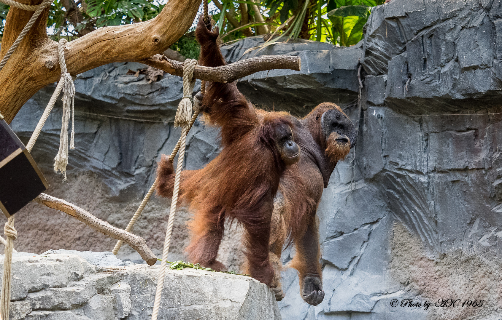 Pongo - Orang Utan